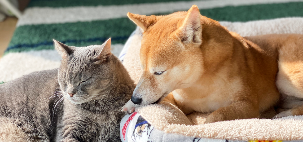 ペットを飼うにあたって