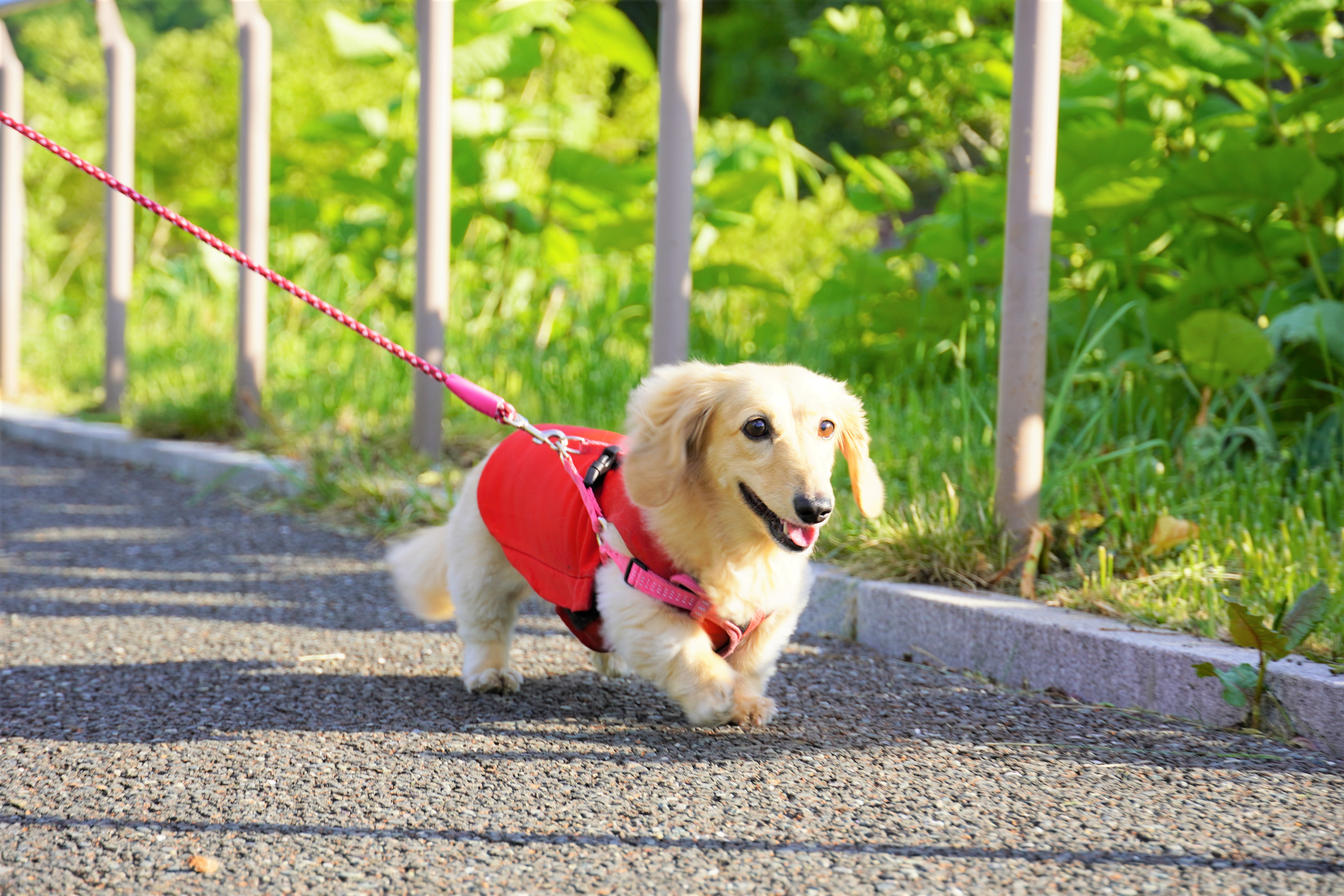 犬・猫の引取りについて