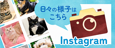日々の様子はこちら Instagramボタン